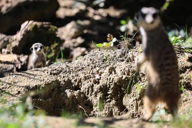 Zagreb: Tri mladunca merkata novi su stanovnici Zoološkog vrta