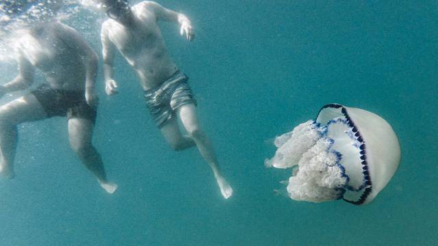 Video: Plivali smo s meduzom