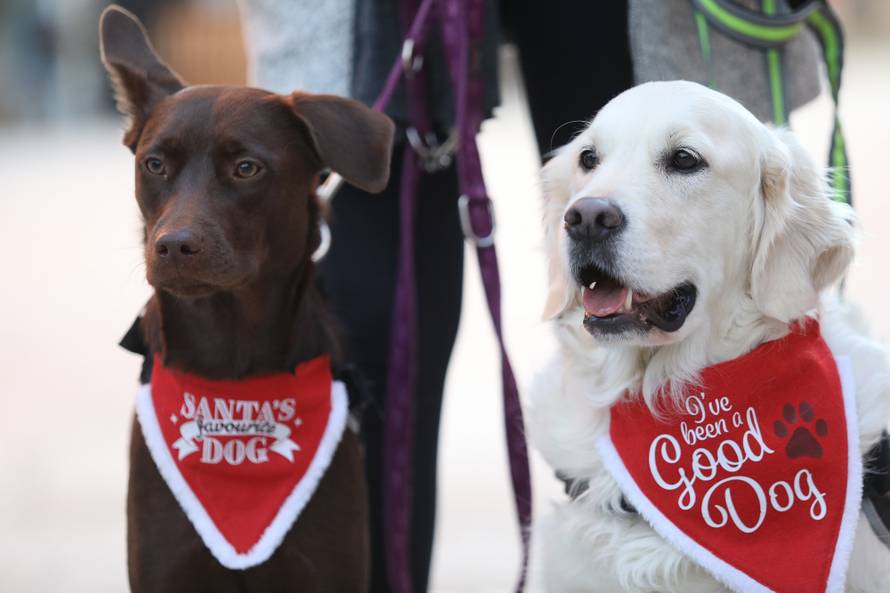 U Crikvenici održan Dog New Year's party, novogodišnji party za četveronožne ljubimce