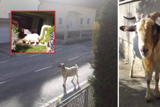 Odmetnuti jarac upada ljudima u kuće: 'Dolazi nam noću. Lupao je po vratima. Bila sam u šoku'