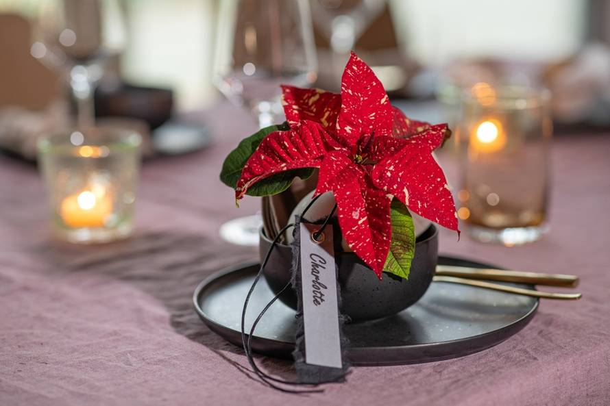 Pažljivo njegujte svoju mini božićnu zvijezdu