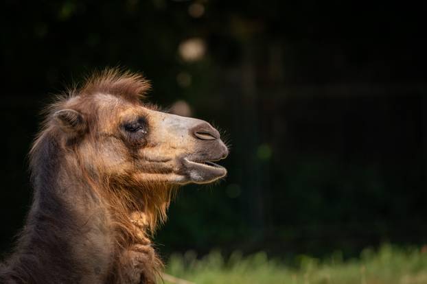 Zagreb: Životinje u Zoološkom vrtu odmaraju tijekom vrućina