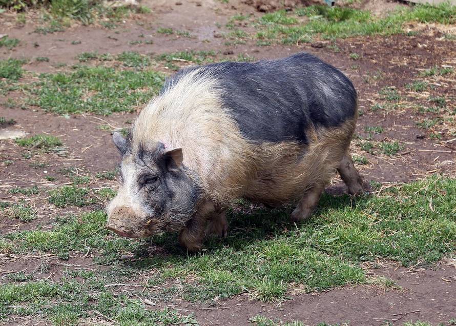 Carstvo u Murskom Središću: 'Na našem ranču Ponyland žive najsretniji konjići na svijetu'