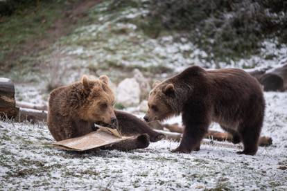 FOTO Životinje u zagrebačkom Zoološkom vrtu dobile su svoje blagdanske poklone