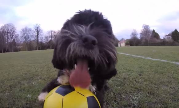 Ronaldog: Pas koji vodi loptu i žonglira postao internetski hit