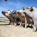 Skupa svinjetina: Mesnice su jeftinije nego trgovački lanci