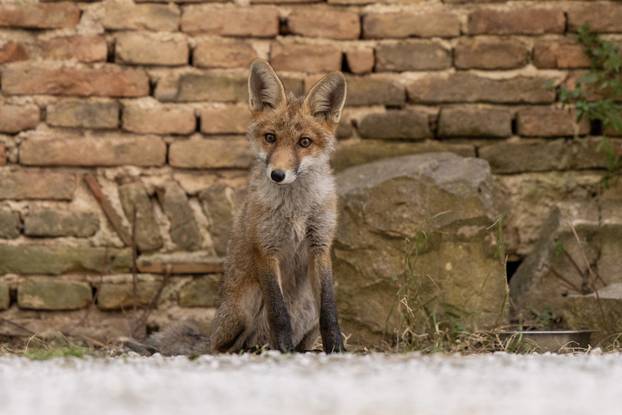 Lisica pronašla dom u blizini Pulskog kaštela