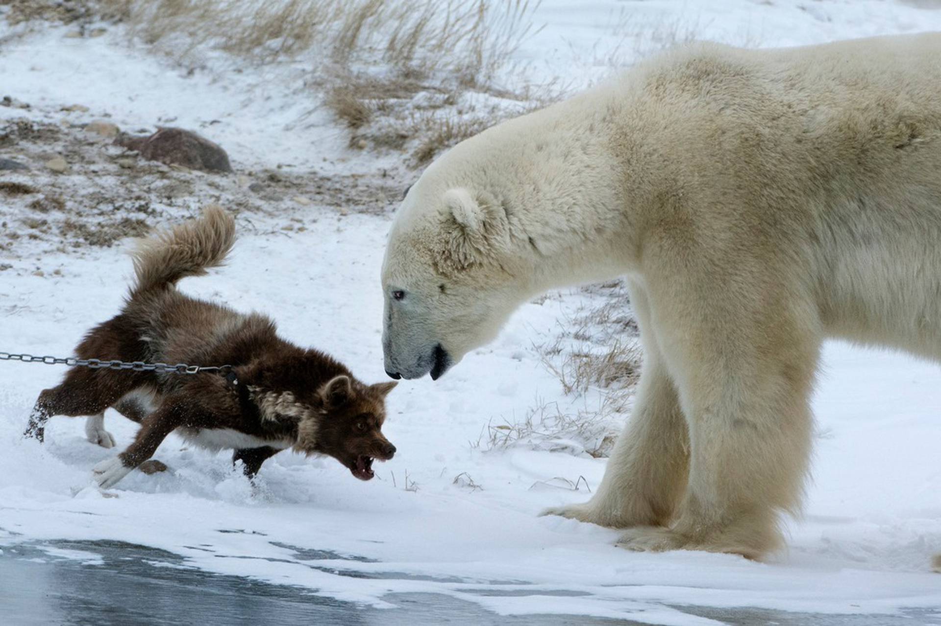 Волк против медведя. Медведь охотится. Белый медведь охотится. Медведь против белого медведя. Северные волки.