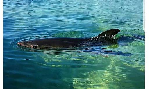 Veliku bijelu psinu koju su  spasili  s plaže vratili u ocean