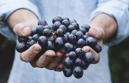 Vjerovanja za Vincekovo: Ako sunce peče, obilno vino teče...