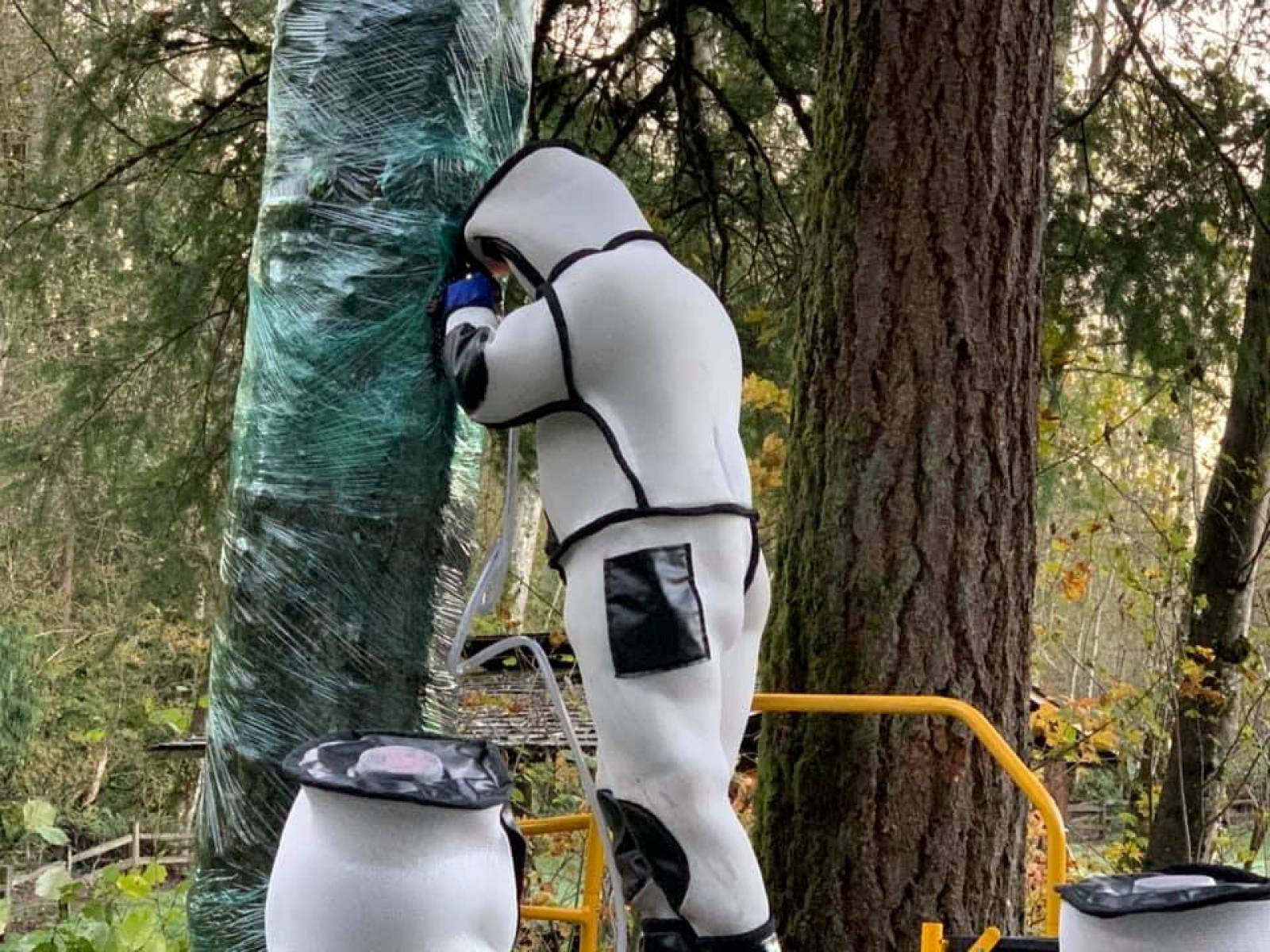 Washington State Department of Agriculture entomologist completes an operation to vacuum a colony of Asian giant hornets in Blaine