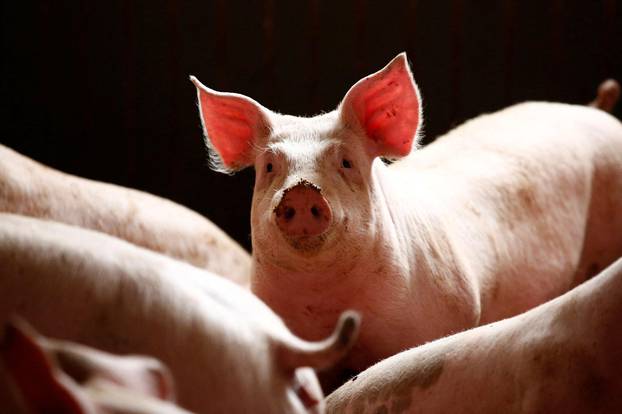 FILE PHOTO: Pigs are seen in a piggery at a village near Warsaw