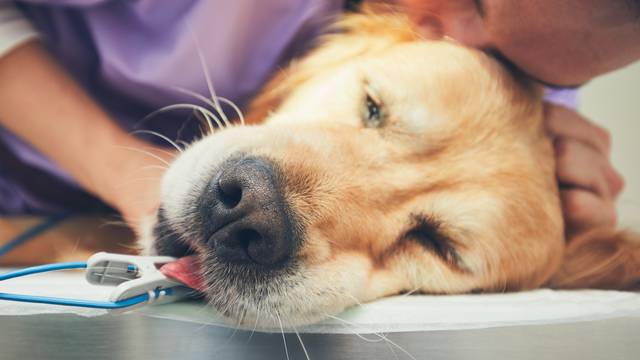 Tužno: Veterinar opisao kako se ljubimci ponašaju prije smrti