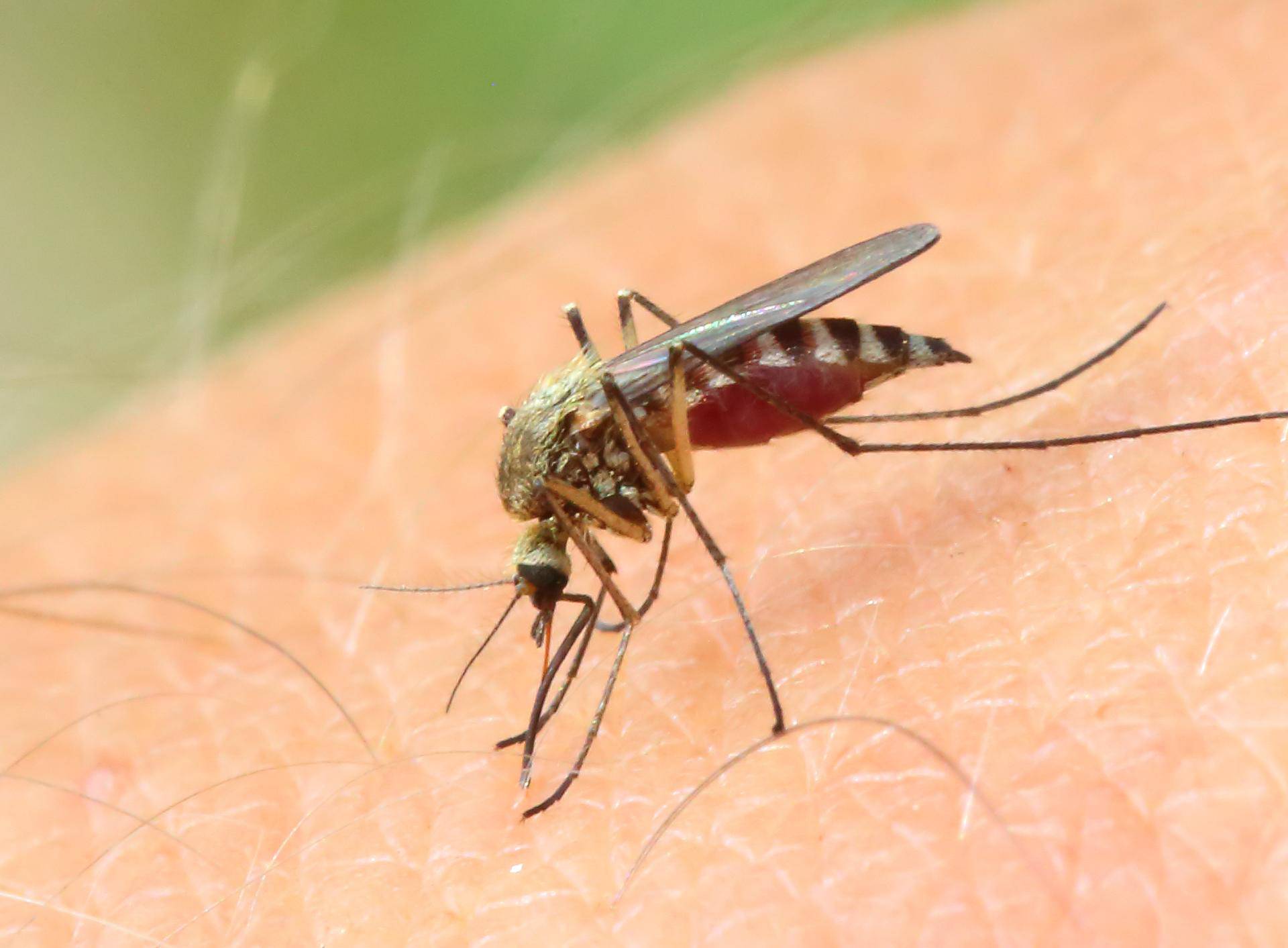 Odlični trikovi kako zaustaviti svrab nakon ugriza komarca