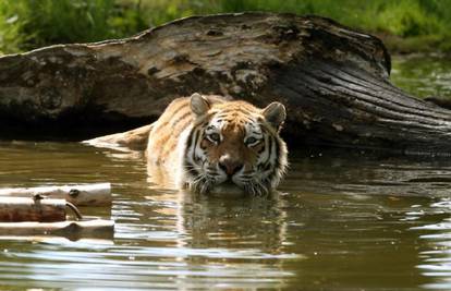 Parfemom Calvin Klein hvatat će tigra koji je ubio devet ljudi