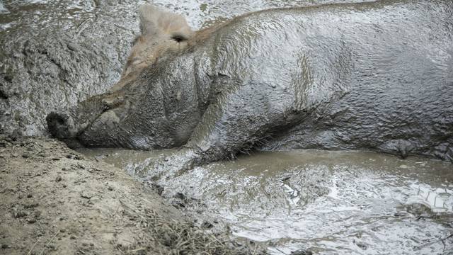 Hvala Bogu da ponovno pada kiša, blato je umalo dehidriralo