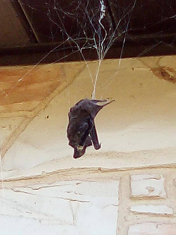 Doživjela šok u dvorištu kuće: Divovski pauk proždire šišmiša