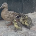 Obitelj patki koju štiti kraljica: Zalutale su u palaču pa ih kraljevska garda vratila u vodu