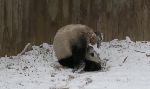 Preslatka panda uživa u prvom snijegu i snježnim radostima