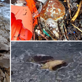 Plažu Sakarun prekrile uginule želve: Šest je mrtvih već dulje vrijeme, jedna ide na autopsiju