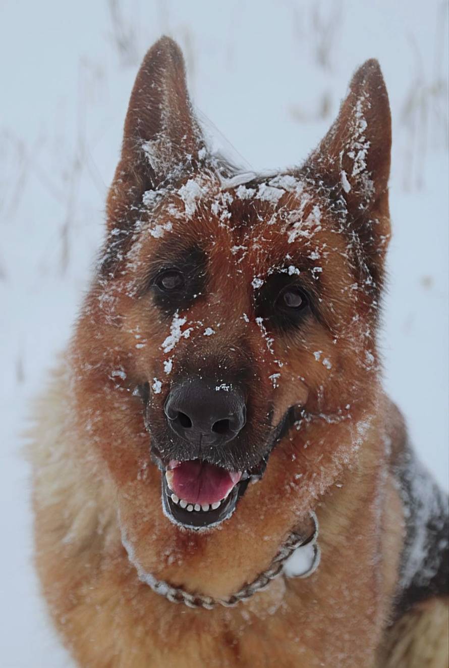 Općinska komunalka sama 'izlopatala' snijeg sa staze: 'Nema nikakve drame u tome'