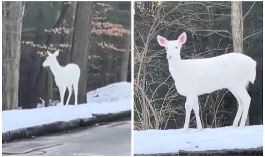VIDEO Predivan prizor: Snimio rijetkog bijelog jelena pa sve zabrinuo. 'Ne otkrivaj lokaciju!'