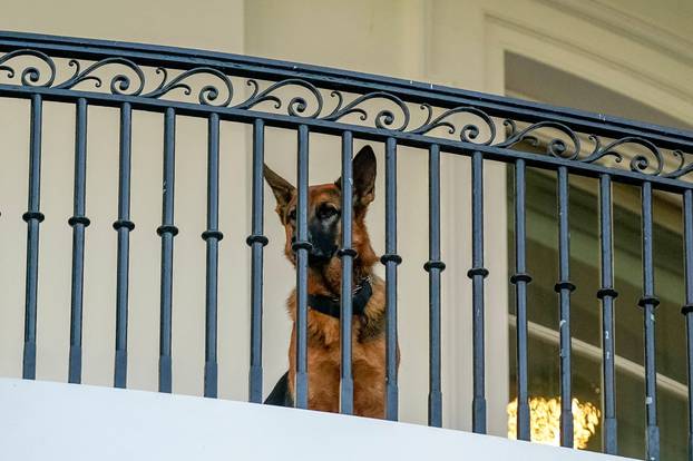 U.S. President Joe Biden’s dog Commander looks down after Biden arrived back to the White House