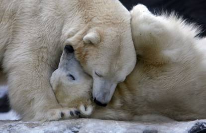 Polarni medvjedi u zoološkom vrtu u Pragu uživaju na snijegu