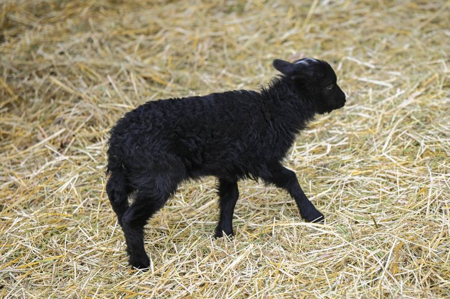 24sata Zagreb: Rodilište u Zoološkom vrtu