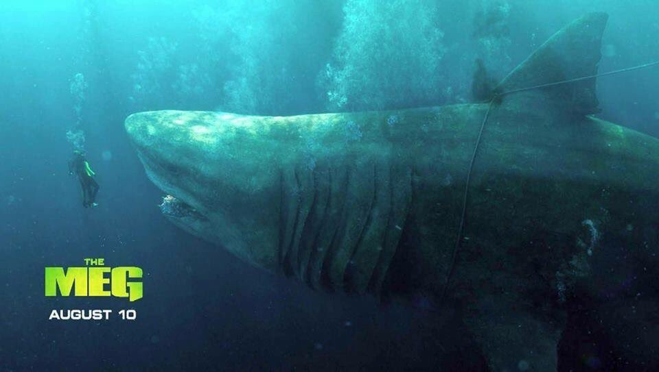 Najveći morski pas u povijesti ovog ljeta opet hara morima