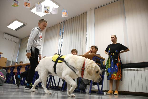 Ovo je Luna, terapijski pas koji svakodnevno unosi radost u bjelovarsku osnovnu školu
