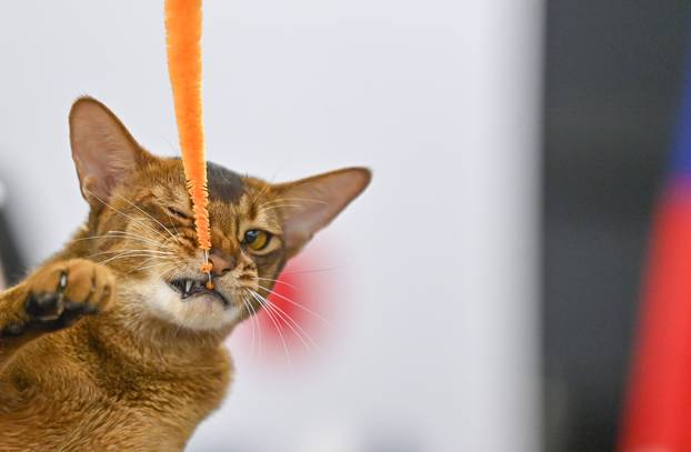 Zagreb: Međunarodna izložba mačaka WCF Cat Olimpia 2025