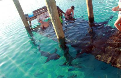 Prestravljen je: Bieber plivao s morskim psima  na Bahamima