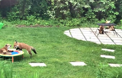 Obitelj od sedam lisica dolazi im u dvorište na trampolin i odmor