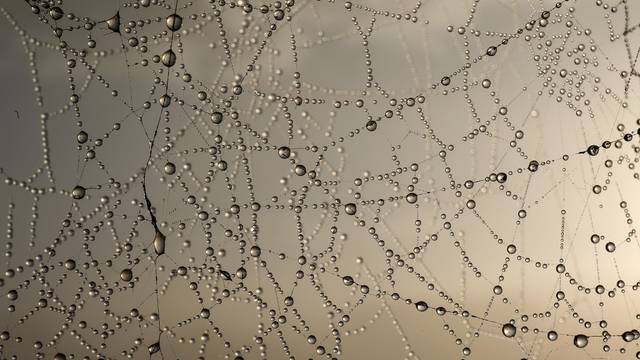 Jutarnja rosa na paukovoj mreži