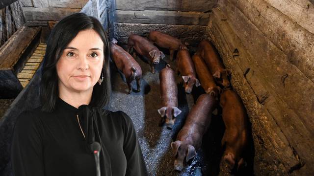 Vučković potvrdila za 24sata: Svinje se mogu klati,  ali to je samo za vlastite potrebe