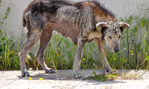 Ostavili ga na cesti da umre od gladi: Pas se skoro  'skamenio'