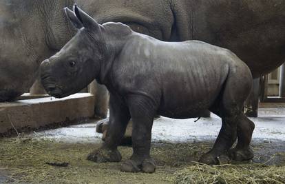 Malen, a velik: Nosorožić star samo 10 dana  već teži 80 kg