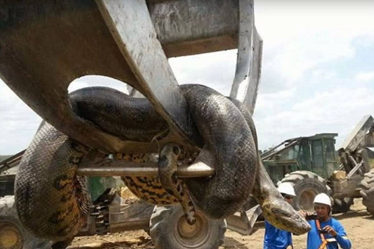 Ovo je zvijer od 400kg: Radnici pronašli najveću anakondu ikad