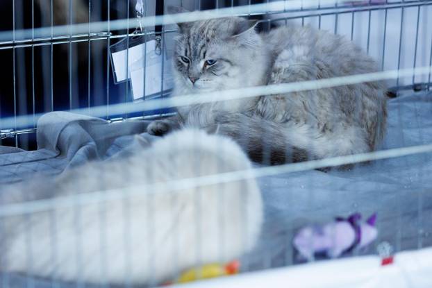 U Rijeci se održava Međunarodna izložba mačaka