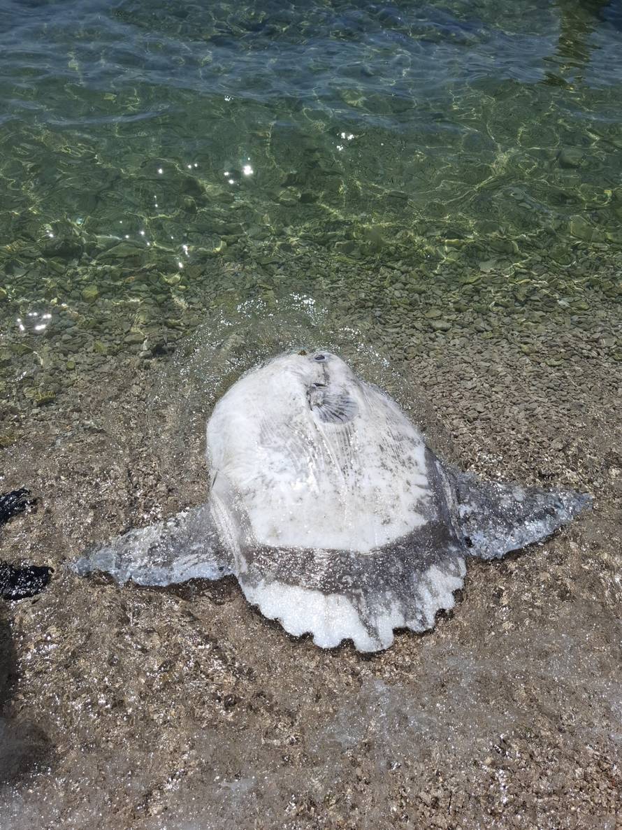 VIDEO Neobična i ogromna riba nasukala se na Jadriji: 'Kao da se sunča, baš nas je iznenadila'