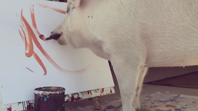 Upoznajte Pigcassa: Svinjicu koja slika i zarađuje na tome