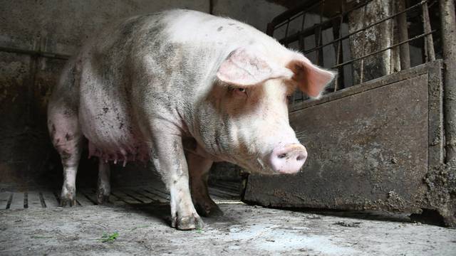 Otrovanec: Uzgajivač Marijan Sesvečan poduzeo je niz mjera za spas svojih svinja 