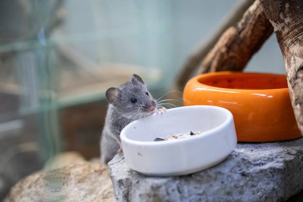 Zagreb: Novi stanovnici Zoološkog vrta 