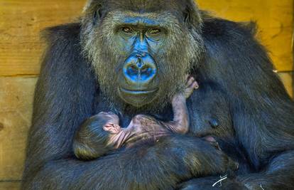 U bristolskome Zoo-u na svijet došlo mladunče ugrožene gorile