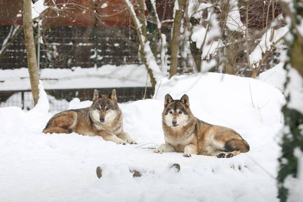 Zagreb: Snježno prijepodne u zoološkom vrtu