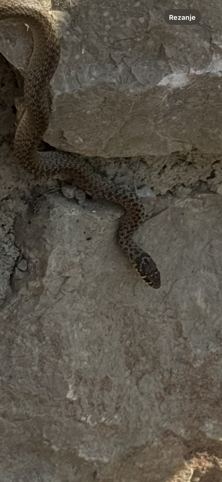 FOTO Šokirana čitateljica: Ležim ja i sunčam se na Krku, a na rame mi odjednom padne zmija!