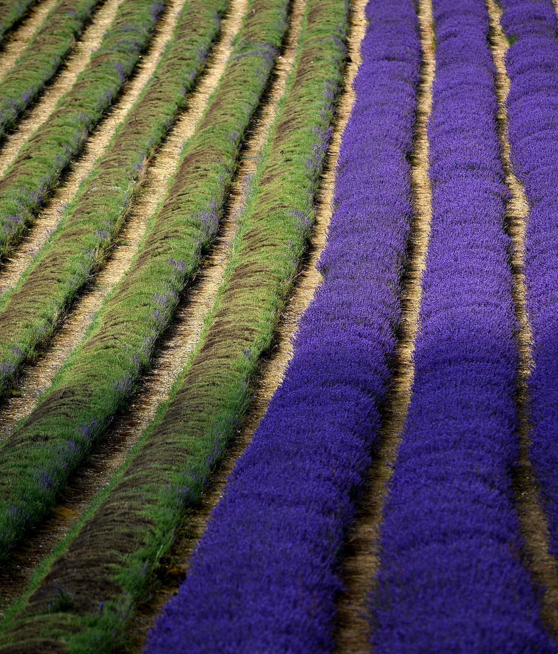Lordington Lavender harvest