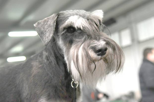 Bjelovar: Nacionalna izložba pasa održana je na sajamskom prostoru u Gudovcu