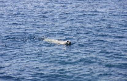 Sredozemna medvjedica opet pliva uz rt Kamenjak